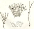 Tavola della fase “Microspongium gelatinosum” tratta da Reinke (1889b)